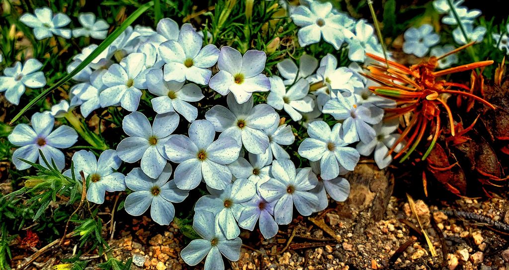 Cushion Phlox